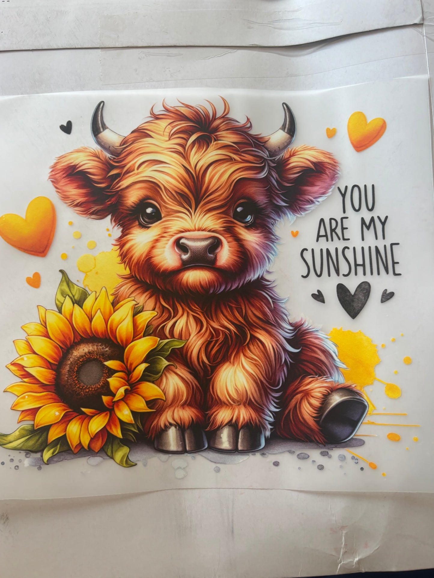 Cow Sunshine